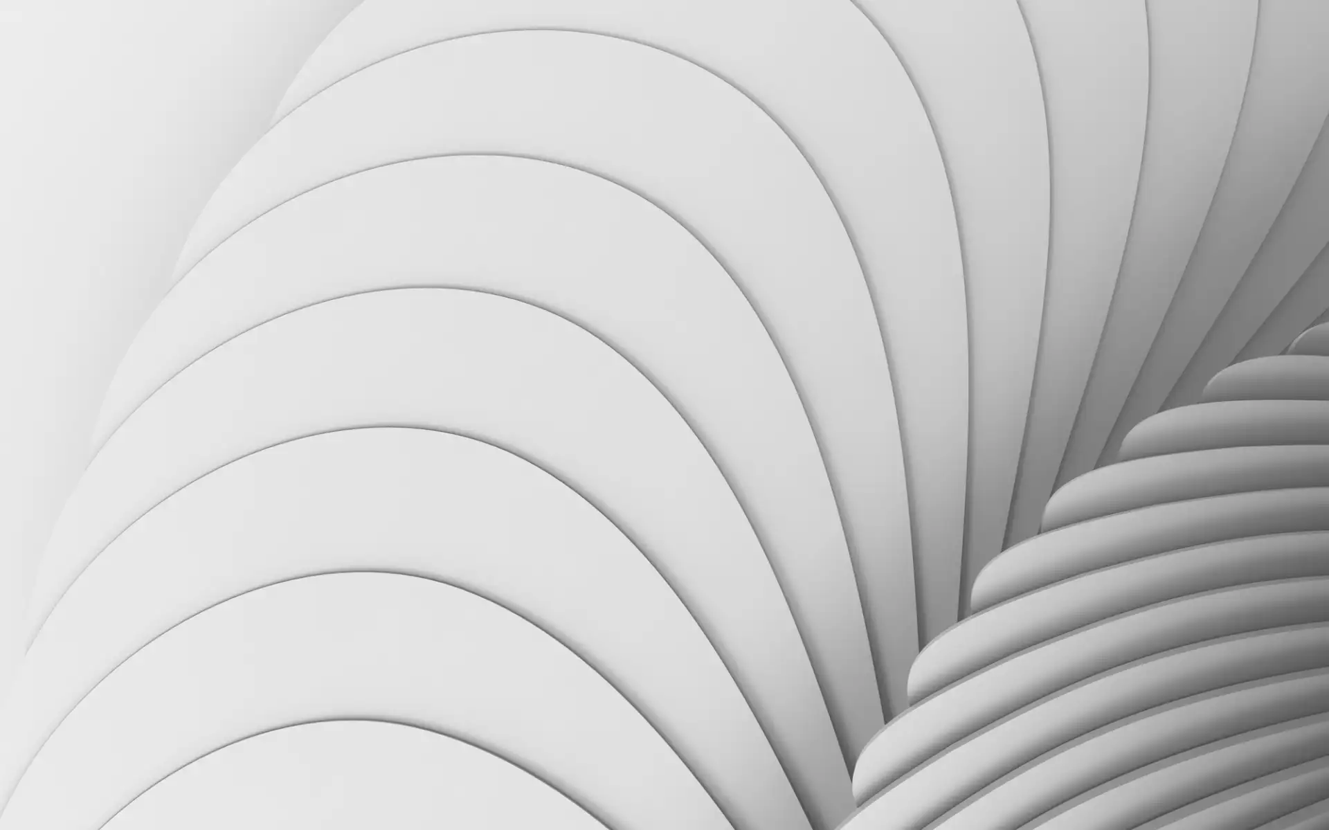 A fan of fine white ridges radiating outward, each fold catching a slightly different shade of grey