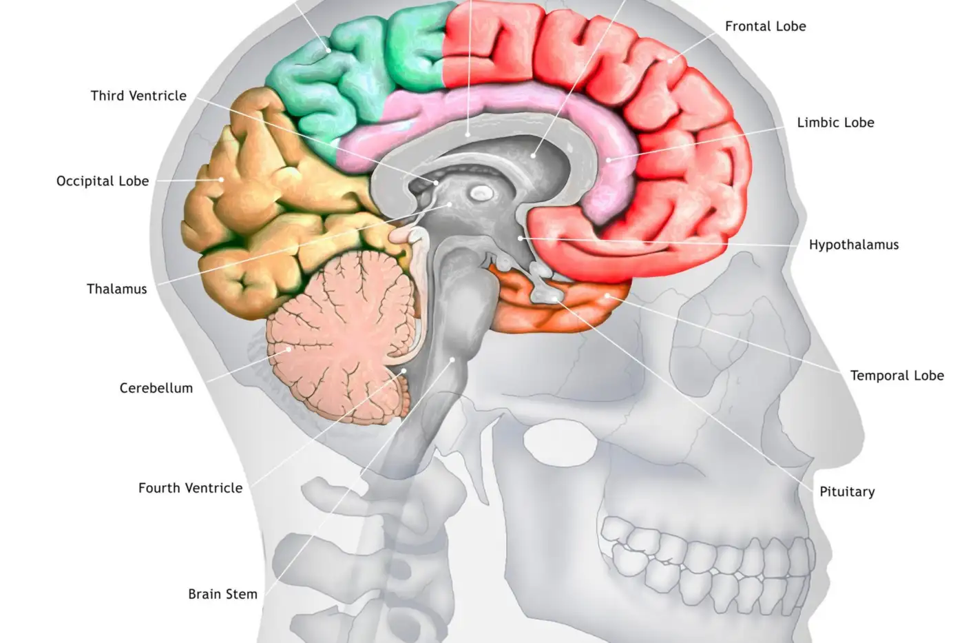 Anatomical model of the brain stem and spinal cord